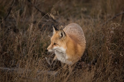 草地上的棕色狐狸